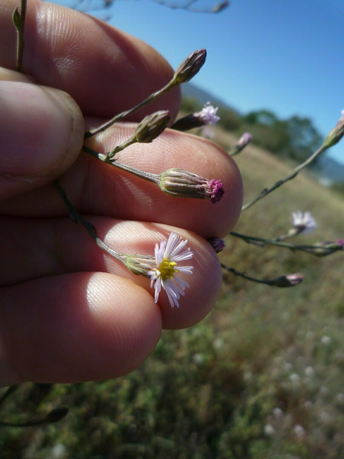 High Resolution Symphyotrichum subulatum Bud